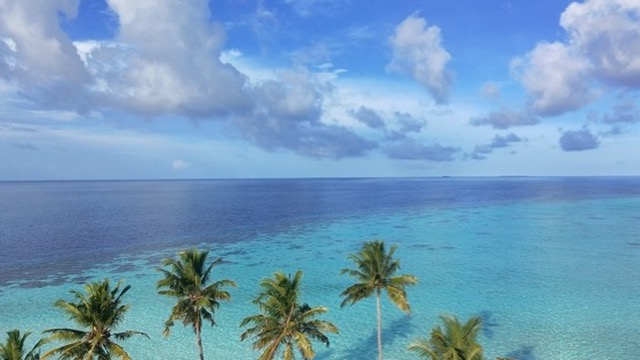 Aerial view of palm trees over a turquoise lagoon